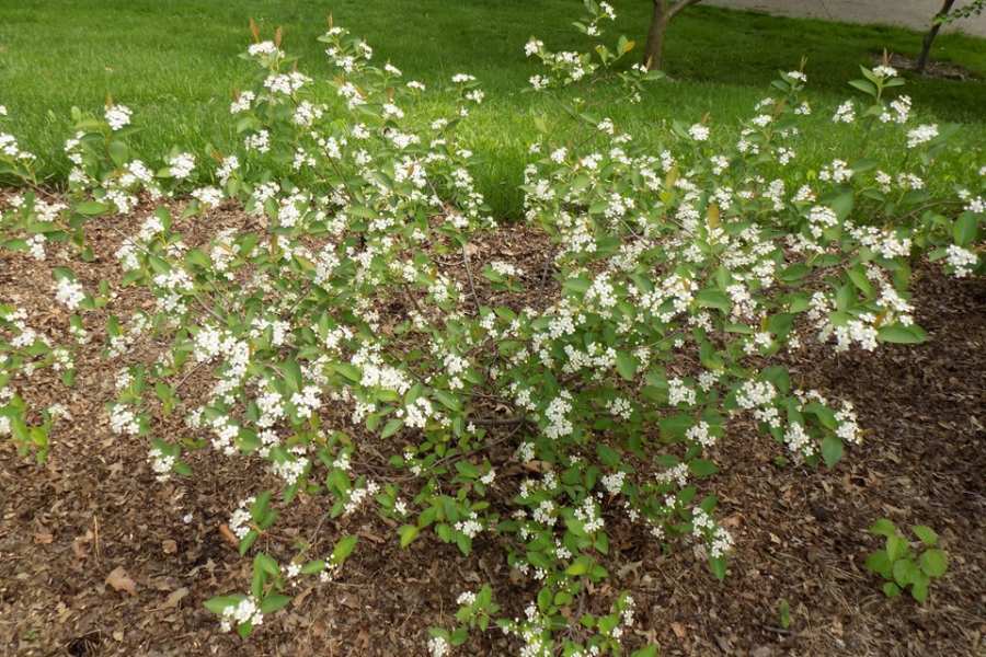 Black Chokeberry | MSD